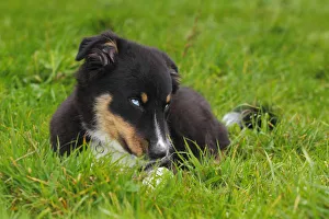 Australian Shepherd dog, black tricolor, puppy with blue eyes Australian Shepherd dog, black tricolor, puppy with blue eyes
