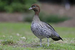 Australian wood duck, Maned duck, Maned goose (Chenonetta jubata), Australia Australian wood duck, Maned duck, Maned goose (Chenonetta jubata), Australia