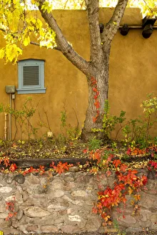 Autumn Foliage growing on E. De Vargas Street Autumn Foliage growing on E. De Vargas Street