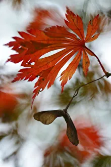 Autumn leaves of the Downy Japanese Maple -Acer japonicum Aconitifolium-, Emsland Autumn leaves of the Downy Japanese Maple -Acer japonicum Aconitifolium-, Emsland