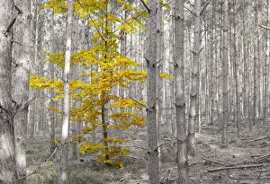 Autumn leaves of a single deciduous tree between pine trees, Dahlen, Saxony, Germany Autumn leaves of a single deciduous tree between pine trees, Dahlen, Saxony, Germany