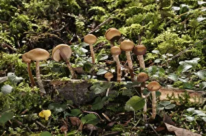 Autumn Skullcap -Galerina autumnalis-, Untergroeningen, Baden-Wuerttemberg, Germany Autumn Skullcap -Galerina autumnalis-, Untergroeningen, Baden-Wuerttemberg, Germany