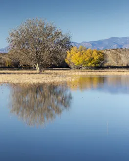 Autumn trees and mountain range reflecting in water at Bosque del Apache National Autumn trees and mountain range reflecting in water at Bosque del Apache National