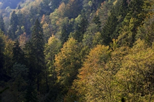 Autumnal forest near the Scheidegger waterfalls, Allgaeu, Bavaria, Germany, Europe Autumnal forest near the Scheidegger waterfalls, Allgaeu, Bavaria, Germany, Europe