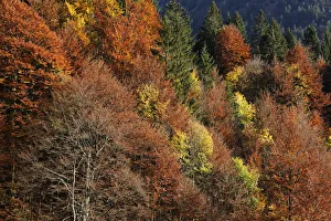 Autumnal mixed forest at Hoelltobel, community of Oberstdorf, Upper Allgaeu, Allgaeu Autumnal mixed forest at Hoelltobel, community of Oberstdorf, Upper Allgaeu, Allgaeu