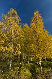 Autumnally coloured birch trees -Betula pendula-, Lake Lagarfljot, near Egilsstaoir Autumnally coloured birch trees -Betula pendula-, Lake Lagarfljot, near Egilsstaoir