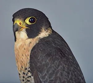 ave, avian, black, brown eye, captive animals, duck hawk, falcon, falconidae, falco peregrinus ave, avian, black, brown eye, captive animals, duck hawk, falcon, falconidae, falco peregrinus