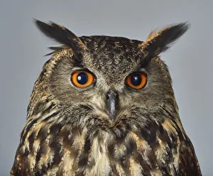 ave, avian, bubo bubo, captive animals, carnivorous, eagle-owl, ear tufts ave, avian, bubo bubo, captive animals, carnivorous, eagle-owl, ear tufts