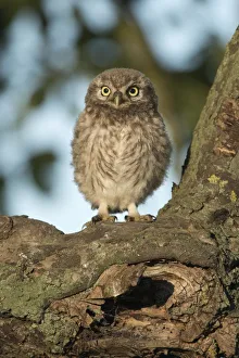 aves, cropped, exterior views, head shots, juvenile, looks, natural environment, niedersachsen aves, cropped, exterior views, head shots, juvenile, looks, natural environment, niedersachsen