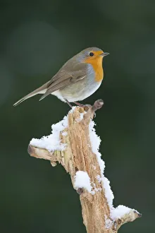 aves, exterior views, natural environment, niedersachsen, perch, wildlife, wintry aves, exterior views, natural environment, niedersachsen, perch, wildlife, wintry
