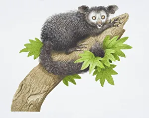 Aye-aye, Daubentonia madagascariensis, on a tree Aye-aye, Daubentonia madagascariensis, on a tree