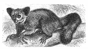 The Aye-aye, lemur or Daubentonia madagascariensis The Aye-aye, lemur or Daubentonia madagascariensis