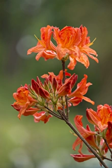 Azalea -Rhododendron-, Saturnus Mollis hybrid, flowering, Thuringia, Germany Azalea -Rhododendron-, Saturnus Mollis hybrid, flowering, Thuringia, Germany