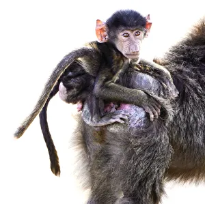Baby Baboon Riding Moms Back in the Serengeti, Tanzania Baby Baboon Riding Moms Back in the Serengeti, Tanzania