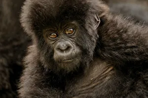 Baby Mountain Gorilla -Gorilla beringei beringei- from the Hirwa group at the foot of the Baby Mountain Gorilla -Gorilla beringei beringei- from the Hirwa group at the foot of the