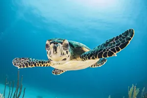 Baby turtle