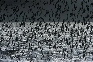 Back-lit flock of dunlin in flight over ocean Back-lit flock of dunlin in flight over ocean