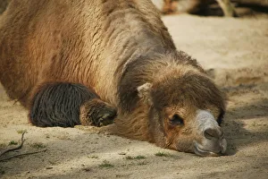 Bactrian Camel -Camelus ferus-, resting in the sand Bactrian Camel -Camelus ferus-, resting in the sand