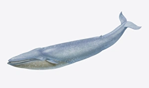 Balaenoptera musculus, Blue Whale, side view Balaenoptera musculus, Blue Whale, side view