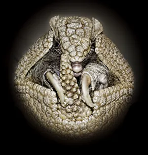 Three Banded Armadillo Rolled Into a Ball Three Banded Armadillo Rolled Into a Ball