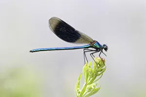 Banded Demoiselle or Banded Agrion -Calopteryx splendens- male on a blade of grass Banded Demoiselle or Banded Agrion -Calopteryx splendens- male on a blade of grass