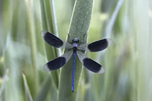 Banded Demoiselle -Calopteryx splendens- in the morning dew, male Banded Demoiselle -Calopteryx splendens- in the morning dew, male