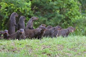 Banded Mongoose family, iSimangaliso Wetland Park Banded Mongoose family, iSimangaliso Wetland Park