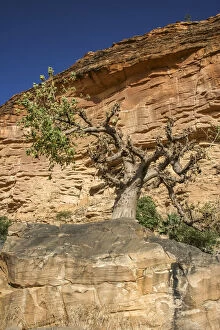 Cliff of Bandiagara (Land of the Dogons) Collection: Baoba tree underneath the Bandiagara Escarpment