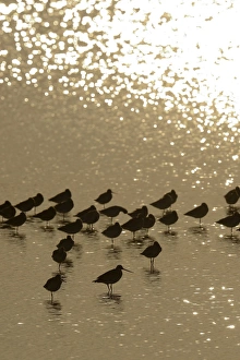 Bar-tailed Godwit -Limosa lapponica-, backlit standing in the water, Texel Bar-tailed Godwit -Limosa lapponica-, backlit standing in the water, Texel