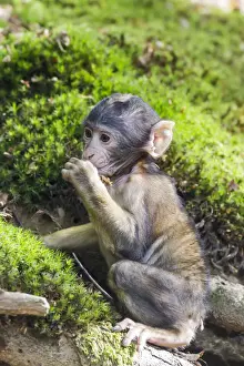 Daytime Wildlife Photos Prints: Barbary Macaque -Macaca sylvanus-, monkey baby, captive