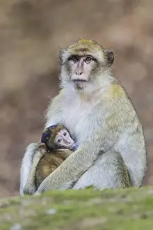 Old World Monkeys In Captivity Prints: Barbary Macaque -Macaca sylvanus
