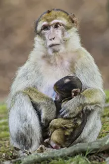 Motherly Love In Animals Prints: Barbary Macaque -Macaca sylvanus