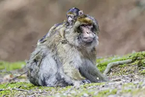 Captive Primate Prints: Barbary Macaque -Macaca sylvanus