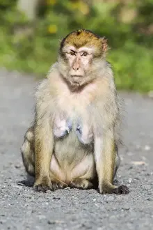 Captive Primate Photography Prints: Barbary Macaque -Macaca sylvanus-, adult, captive, Rhineland-Palatinate, Germany