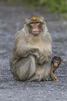 Rhineland Palatinate Animals Prints: Barbary Macaque -Macaca sylvanus