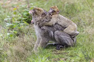 Endangered Primate Conservation Prints: Barbary Macaque -Macaca sylvanus-, adult and young, captive, Rhineland-Palatinate, Germany