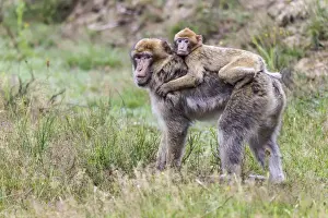 Captive Monkey Photos Prints: Barbary Macaque -Macaca sylvanus-, adult and young, captive, Rhineland-Palatinate, Germany