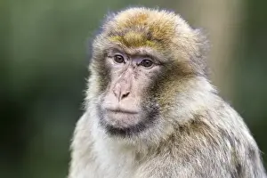 Cercopithecidae Family Photos Prints: Barbary Macaque -Macaca sylvanus-, adult, captive, Rhineland-Palatinate, Germany