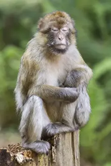Cercopithecidae Family Photos Prints: Barbary Macaque -Macaca sylvanus-, captive
