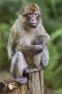 Old World Primates Prints: Barbary Macaque -Macaca sylvanus-, captive