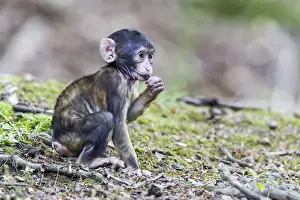 Captive Primate Photography Prints: Barbary Macaque -Macaca sylvanus-, infant, captive