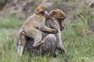 Old World Monkey Species Prints: Barbary Macaques -Macaca sylvanus
