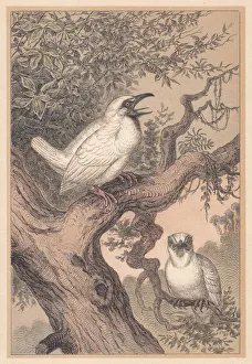 Bare-throated bellbird (Procnias nudicollis), hand-colored lithograph, published in 1888 Bare-throated bellbird (Procnias nudicollis), hand-colored lithograph, published in 1888