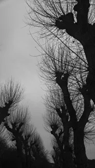 Bare trees in Wimbledon Park, London, United Kingdom Bare trees in Wimbledon Park, London, United Kingdom