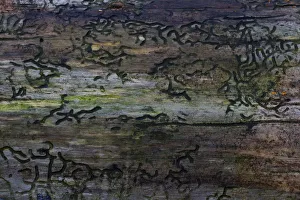 Bark Beetle -Scolytinae- larval galleries, Germany Bark Beetle -Scolytinae- larval galleries, Germany