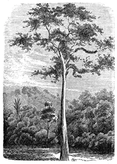 Bark cloth tree, antiaris, false iroko, false mvule or upas tree (antiaris toxicaria) Bark cloth tree, antiaris, false iroko, false mvule or upas tree (antiaris toxicaria)