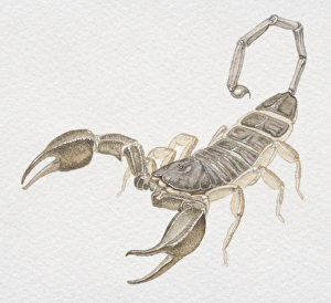 Bark Scorpion, Centruroides exilicauda, front view Bark Scorpion, Centruroides exilicauda, front view