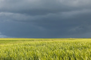 Barley field -Hordeum vulgare- against a dark gray sky, Thuringia, Germany Barley field -Hordeum vulgare- against a dark gray sky, Thuringia, Germany