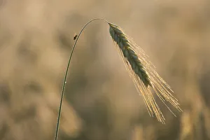 Barley -Hordeum vulgare-, ear with morning dew, Thuringia, Germany Barley -Hordeum vulgare-, ear with morning dew, Thuringia, Germany