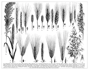 Magical world illustration/botanical illustrations/barley wheat millet species grain 1896 Magical world illustration/botanical illustrations/barley wheat millet species grain 1896